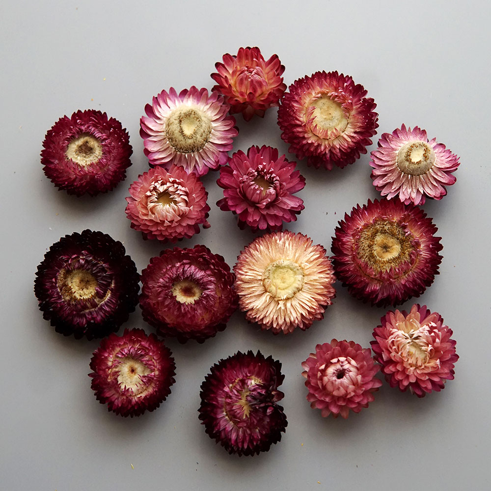 Natural Dried Colorful Chrysan - Baby Products For 1 Year Old 评论和价格